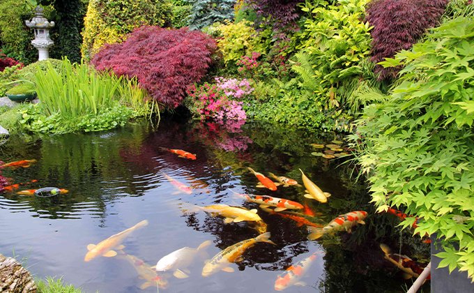 Heat Pump For Koi Pond